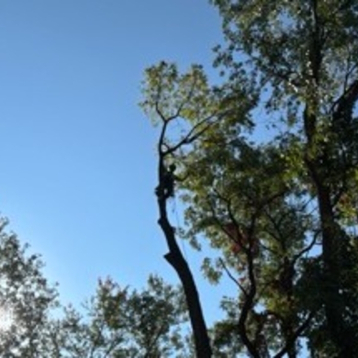 Walnut Removal