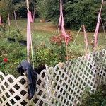 Garden Restoration