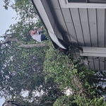 Tree work during storm