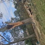 Tree work during storm