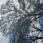 Tree work during storm
