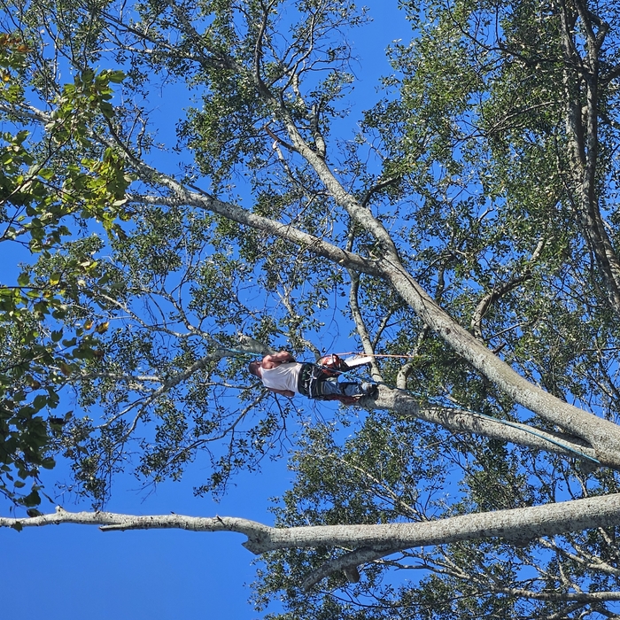 Tree work during storm