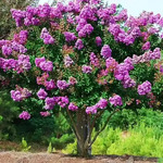 Crepe Myrtle Care