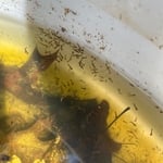 Larvae (wigglers) in a barrel