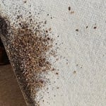 Dense cluster of Bed Bugs