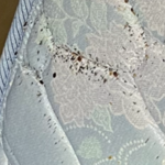 Bed Bugs under the Mattress