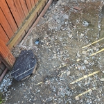 Rodent Abatement