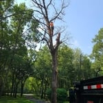 Oak Tree Removal