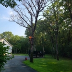 Oak Tree Removal