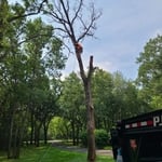 Oak Tree Removal
