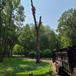 Oak Tree Removal