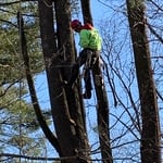 Tree Services and Landscaping