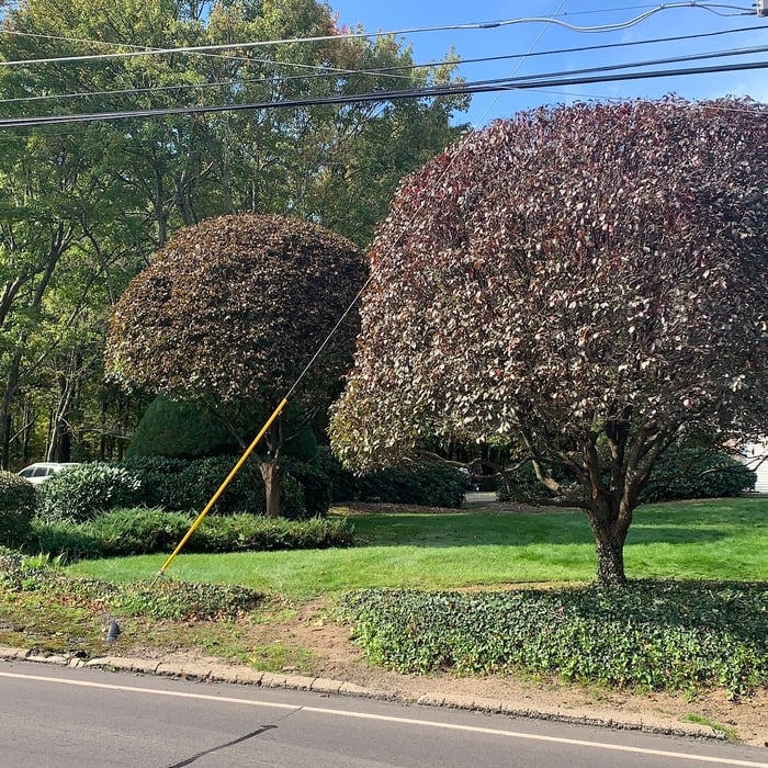 Tree Services and Landscaping