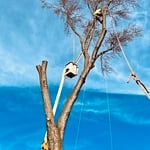 Tree Services and Landscaping