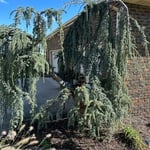 Tree Services and Landscaping