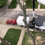68 foot Maple Tree