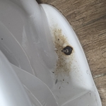 Commercial Cleaning