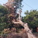 The tree that fell on the fence