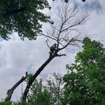 Tree Removal