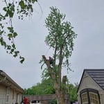 Tree Removal