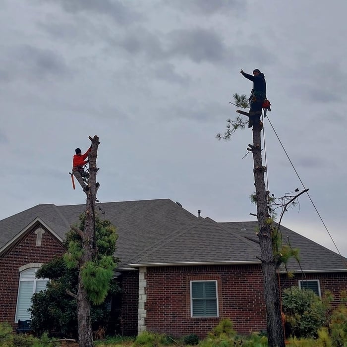 Tree Removal