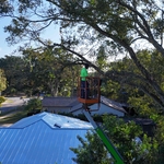 Tree Work November 2025