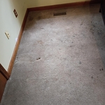 Before - 1 Bedroom Carpet Cleaning