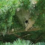 Bald-faced hornet nest