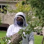 Hornet removal