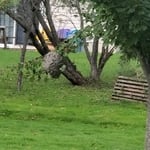 Hornet removal