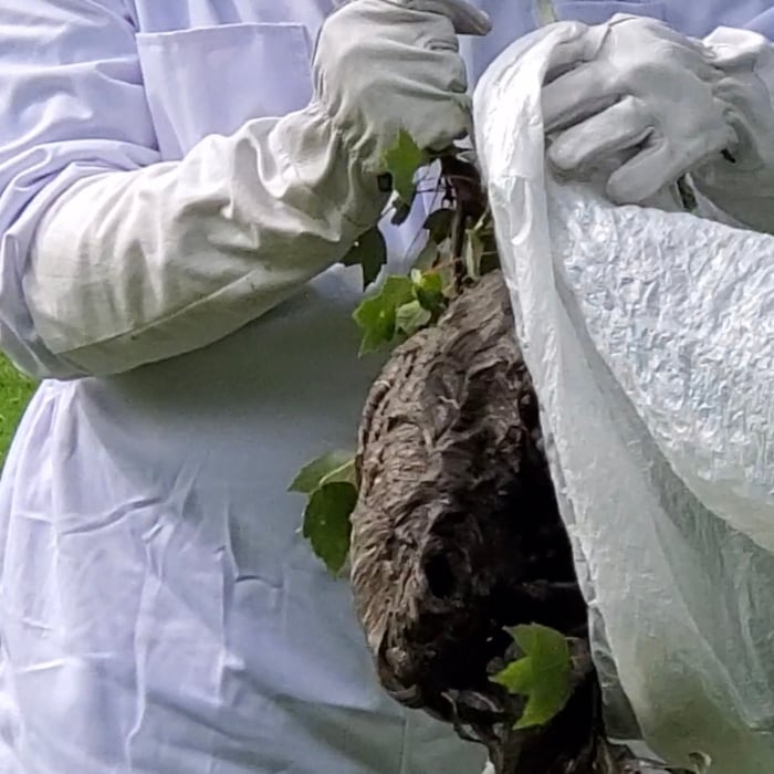 Hornet removal