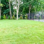Lawn Restoration