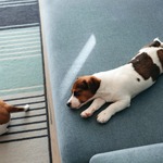 Voda Upholstery Cleaning