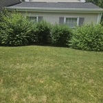Bush trimming