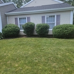 Bush trimming