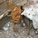 Mama scorpion with babies on her back