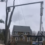 Tree Removal