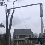 Tree Removal