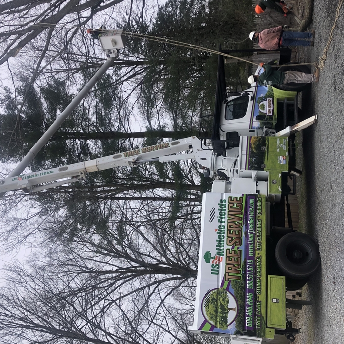 Tree Removal