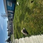 Yard Maintenance