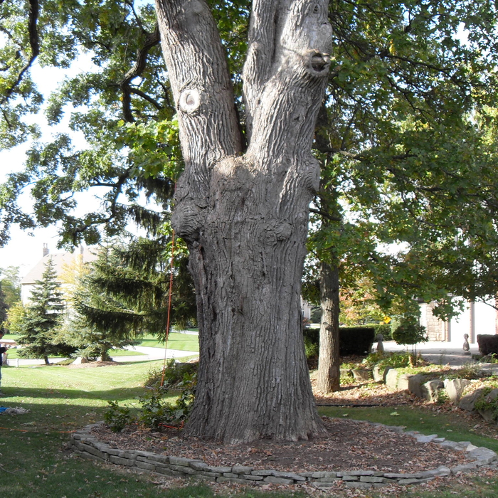 large oak tree