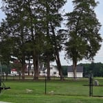 Tree Removal