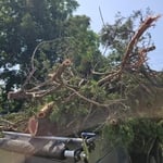 Tree Removal
