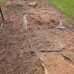 Tree Removal