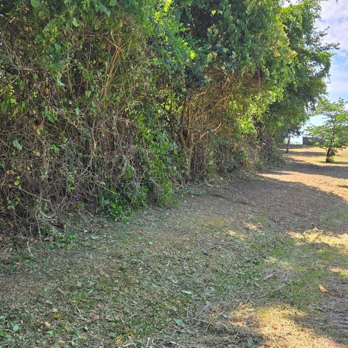 Forestry Mulching