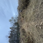 Process of clearing