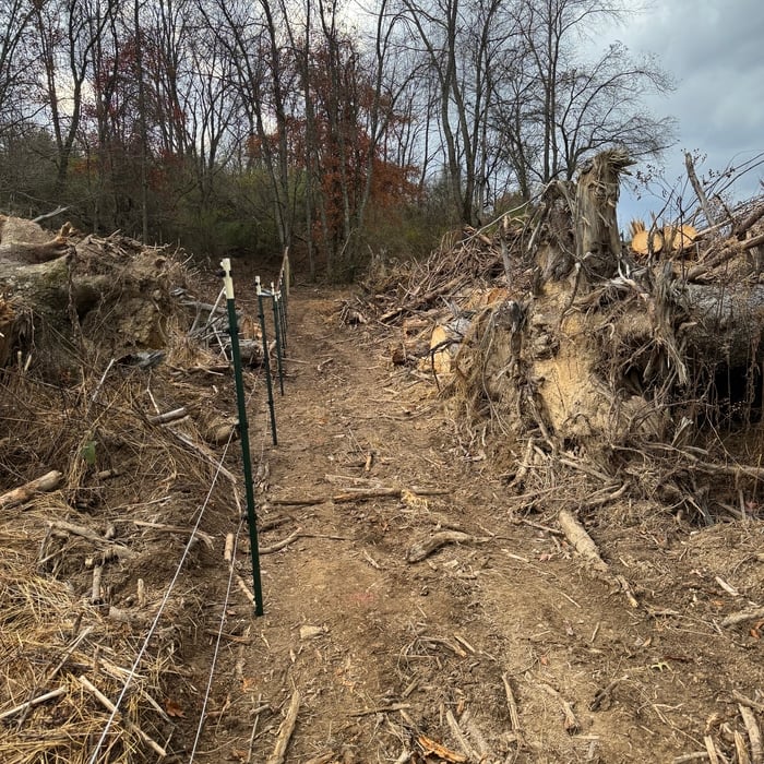 After tree clearing