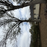 Tree Removal