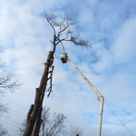 Tree Removal