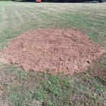 Tree Removal